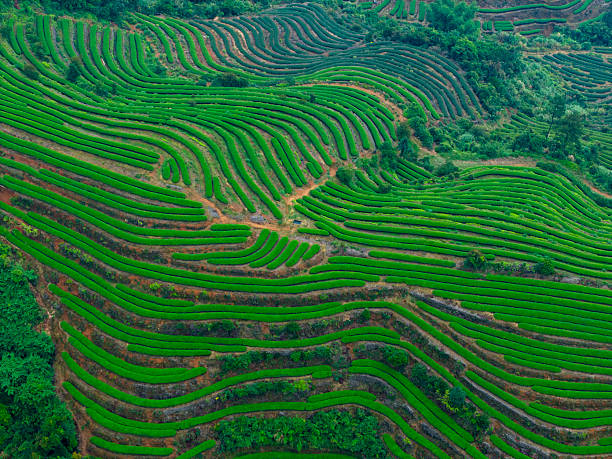 A lush green tea plantation with meticulously arranged terraces on rolling hills, showcasing agricultural harmony and natural beauty. The vibrant landscape conveys tranquility and productivity, ideal for promoting eco-friendly agriculture or serene travel destinations.