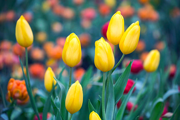 Colorful tulips in the plantation.