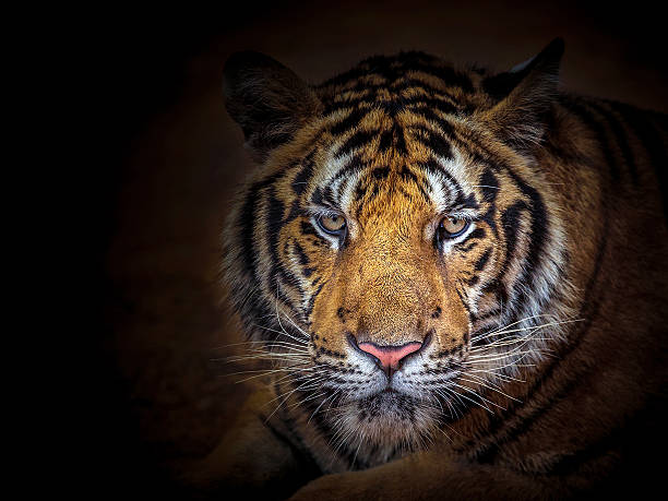 istock Asian tiger face on black background. 2218545426