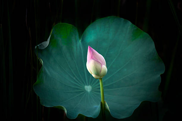 istock Colorful Indian Lotus in the park. 2218546520