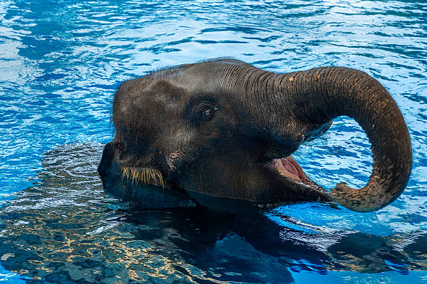 istock Asian elephants playing in the water happily. 2218546637