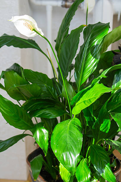 istock flowering spathiphyllum in a pot in sunlight 2218549317