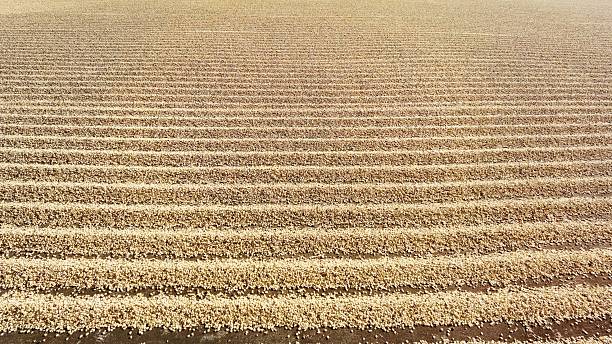 istock Close up of coffee beans drying 2218550460