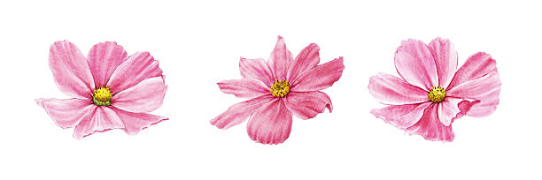 istock Set of pink cosmea flowers. Watercolor illustrations 2218550950
