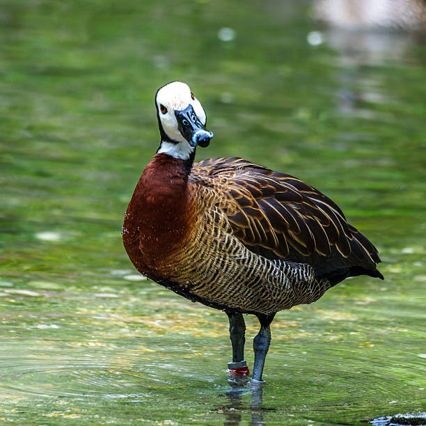 istock White-faced whistling duck, Dendrocygna viduata. Birds watching 2218551428