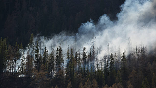istock Smoke billows through a dense forest during a wildfire in early summer 2218551875