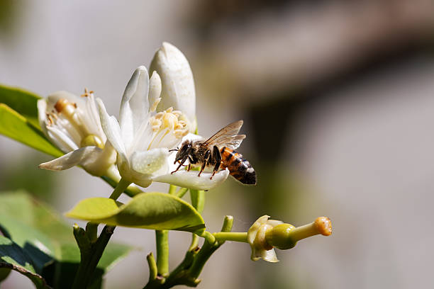 istock Pollinating bee among orange blossoms. Insects. 2218552142