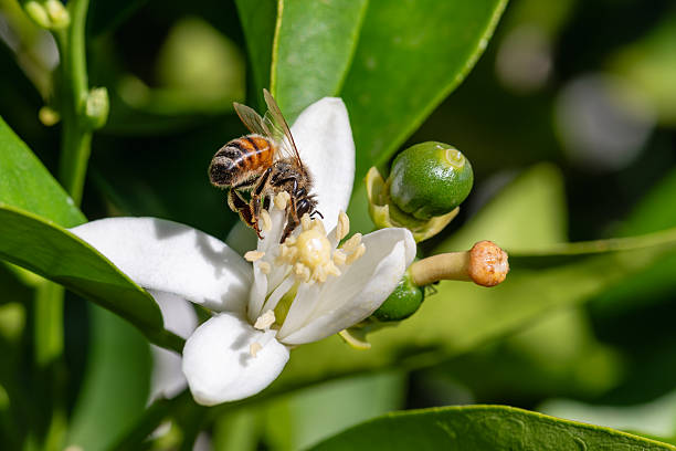 Pollinating bee among orange blossoms. Insects.