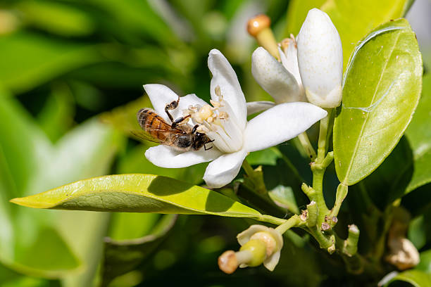 istock Pollinating bee among orange blossoms. Insects. 2218552192