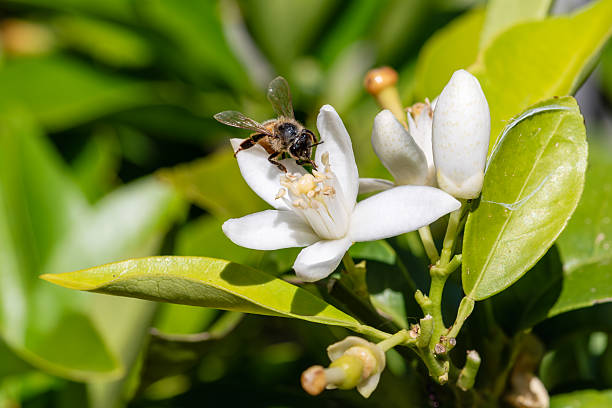 istock Pollinating bee among orange blossoms. Insects. 2218552196