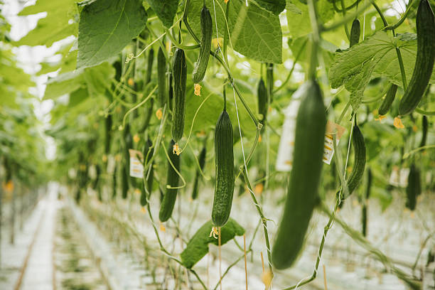 istock Vertical Rows of Cucumber Plants 2218552208
