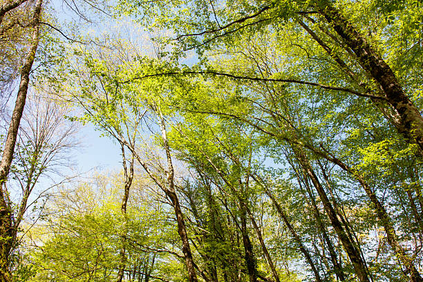 A forest with many trees and a clear blue sky. The trees are tall and green, and the sky is bright and sunny
