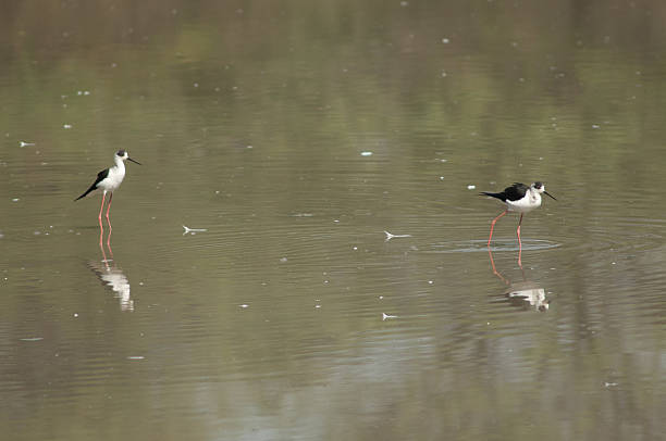 istock Black-winged stilts in a lagoon. 2218552966