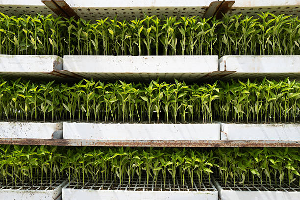 Rows of green pepper seedlings are stacked in plastic trays on a metal shelf, ready for transplantation in a greenhouse or outdoor field. The young plants are arranged neatly in white trays, showing healthy growth and uniform leaves. The setup reflects modern agricultural practices aimed at maximizing efficiency and yield.