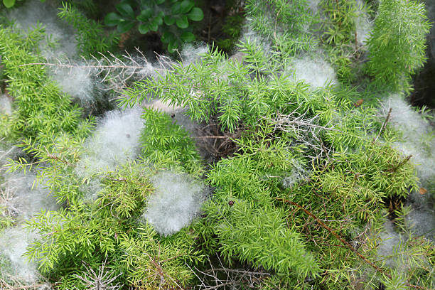 istock White Cotton Like Webbing Among Green Plants and Bushes 2218554286