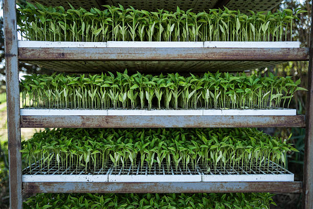 Rows of green pepper seedlings are stacked in plastic trays on a metal shelf, ready for transplantation in a greenhouse or outdoor field. The young plants are arranged neatly in white trays, showing healthy growth and uniform leaves. The setup reflects modern agricultural practices aimed at maximizing efficiency and yield.