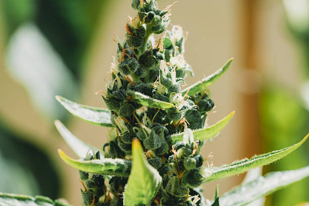 istock Cannabis plant flowering and growing in indoor setup 2218557403