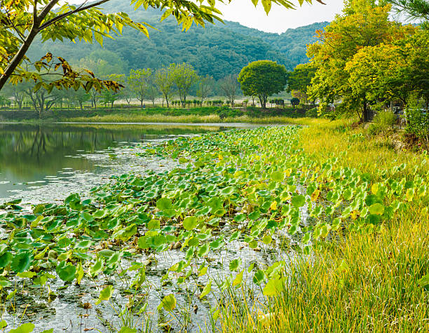 Peacuful place with pond and nice autumn colors at Seongnae, Korea