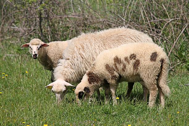 istock Three sheep grazing in a green meadow. 2218558749