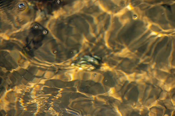 A detailed view of diverse algae and seaweeds growing by the coast, with a clean and reflective water surface.