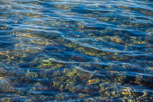 istock Coastal Algae and Seaweeds with Clean Water Surface Details 2218560194