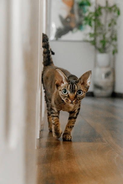 istock Devon Rex or Sphynx cat at home close-up with big ears and eyes looking at cam 2218561086