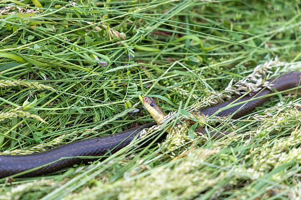 istock Aesculapian Snake (Zamenis longissimus) Found Dead in Mowed Grass 2218561692