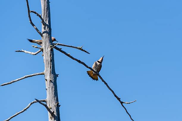 istock Two woodpeckers perched on a bare tree branch. 2218562822