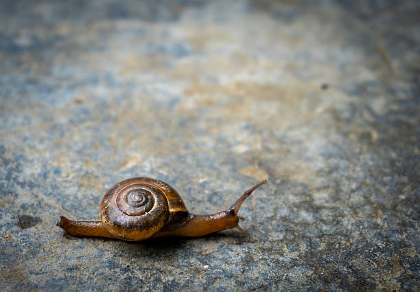 Aegopinella, a small air-breathing land snail from the Gastrodontidae family, captured crawling on concrete.