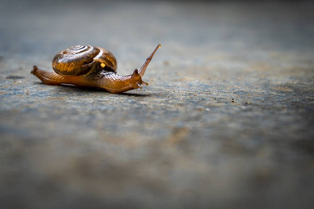 Aegopinella, a small air-breathing land snail from the Gastrodontidae family, captured crawling on concrete.
