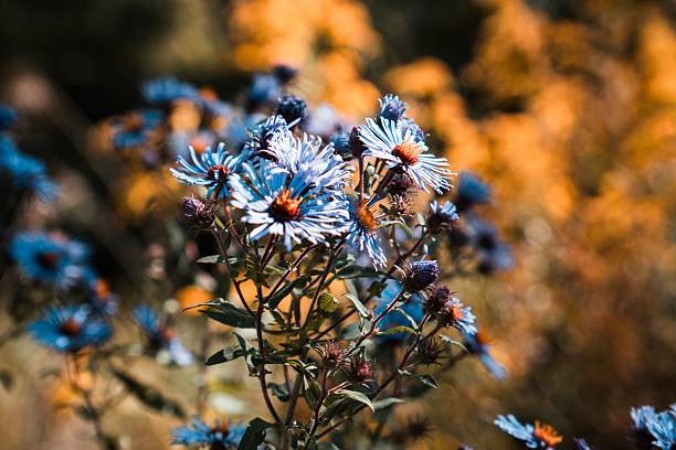 Vibrant blue asters in full bloom with a warm, blurred background, showcasing the beauty of nature.