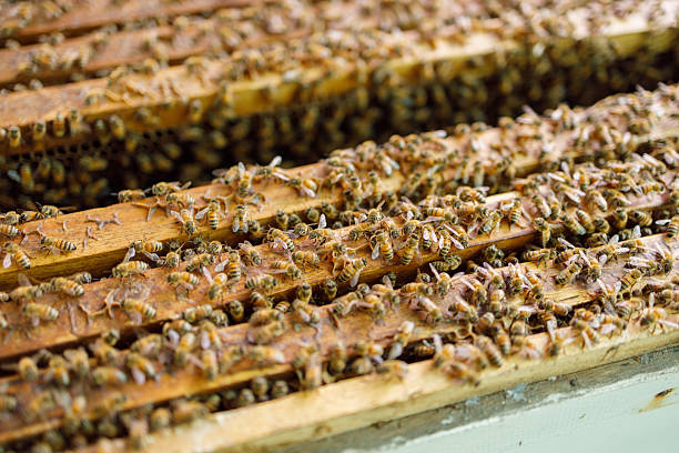 Apiculture, Growing bee in agriculture farm process for honey extract, highly nutrition natural food from danger bug.