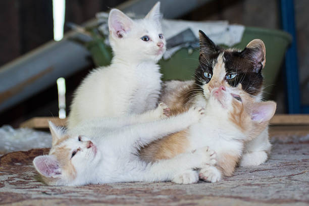 Mom cat with her three kittens