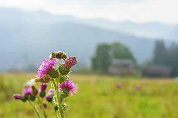 Close-up of a bumblebee collecting nectar on a blooming thistle in a summer mountain field. Soft light and natural countryside atmosphere create a peaceful and organic nature scene.