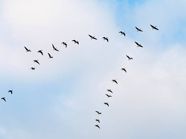 istock A flock of Greater white-fronted goose flight 2218572322