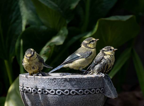 istock Young birds on an ornate birdbath. 2218572725