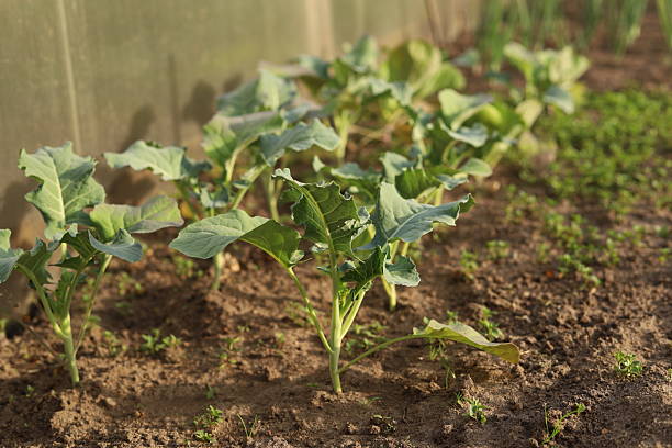 Different kohlrabi plants growing beside salad in raised bed garden with drip watering irrigation system, close up, shallow focus