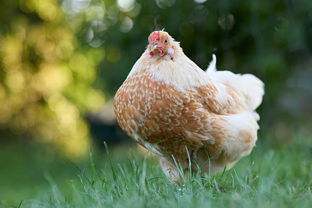 istock Fluffy buff-laced hen with a curious gaze stands in lush green grass, its patterned feathers highlighted against a beautiful bokeh background. 2218573667