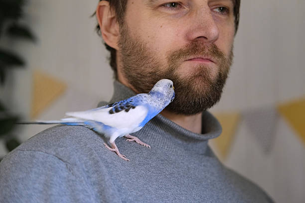 istock Budgerigar playing with handsome man. Budgie. Funny blue purple parakeet sitting on owner head. Cute violet tamed bird having fun with people. Friendship, relationship with Pets. Cute domestic animals 2218574204
