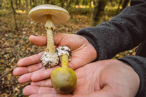 Poisonous mushrooms