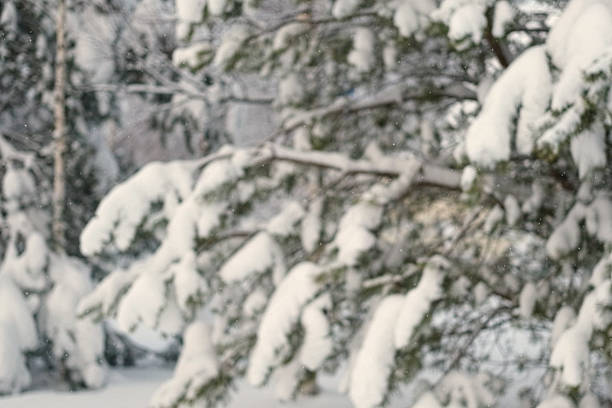 Blurred Defocused Christmas Natural Background with Beautiful Green Pine Branches and Snowfall. Evergreen Tree and Many Particles of Snow in the Air. Blur Winter Forest Landscape. Copy Space. Falling snow. Real Snow Particles falling outside. Super Slow Motion. Small snowflakes over wood. Christmas. Slowly white bokeh. Heavy snowfall. Winter fairy tale atmosphere.  snowstorm 200 fps. christmas background