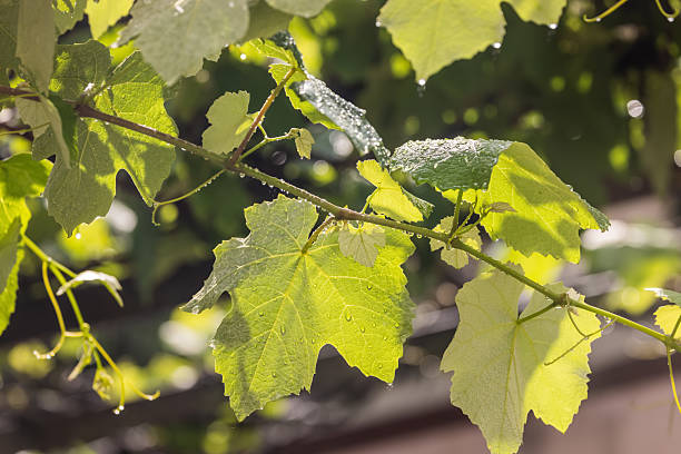 istock Young grape leaves after rain 2218579173