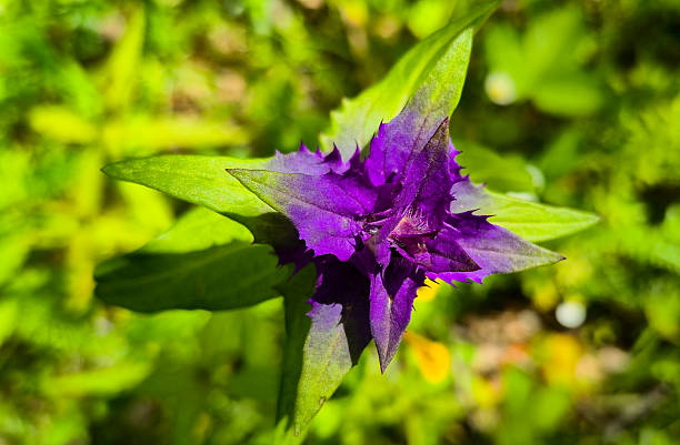 Melampyrum nemorosum in a mountain forest