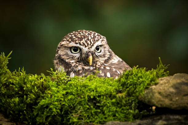 istock Little owl camouflaged in its woodland setting 2218579965