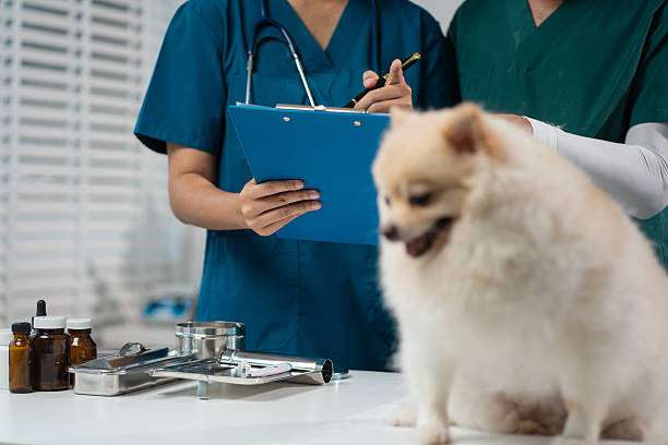 istock veterinarian and an assistant fill out a sick puppy history. 2218581242
