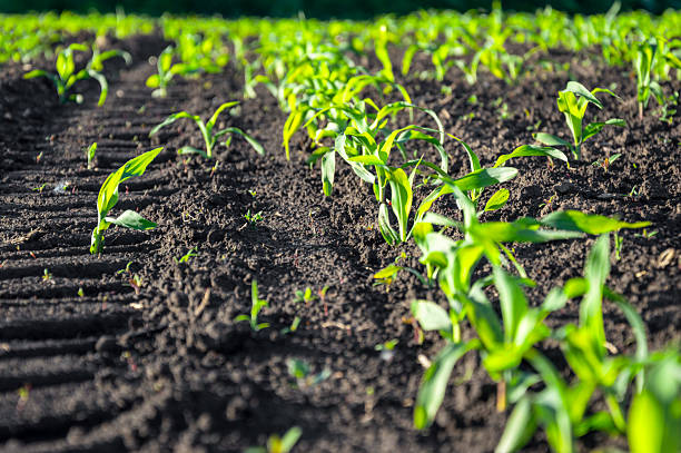Corn seedlings thrive in rich soil, showcasing vibrant green leaves in a neatly organized agricultural field during the growing season.