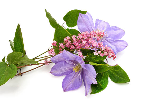 Two purple clematis flowers isolated on a white background.