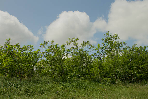 istock A group of trees in a field 2218582817