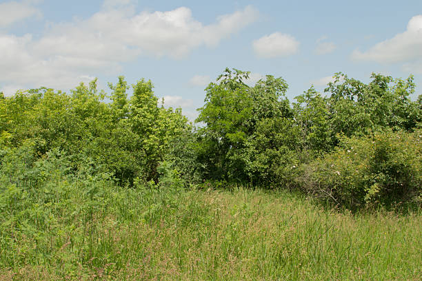 istock A group of trees in a field 2218582846