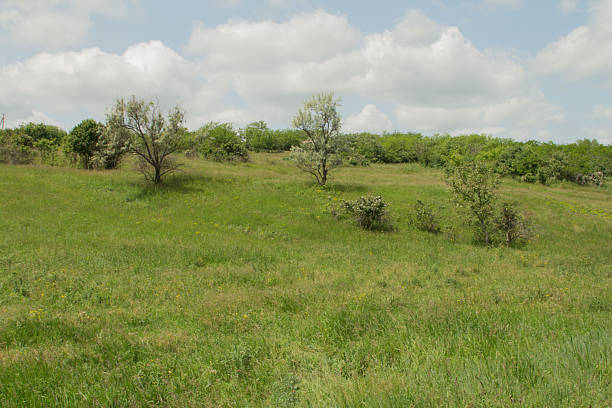 Spring meadow under sunny cloudy sky
